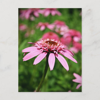 Carte Postale Rose