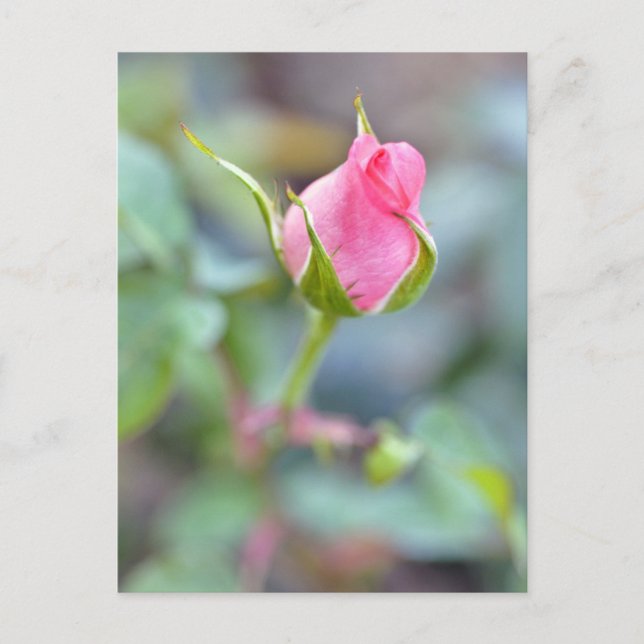 Carte postale rose (Devant)
