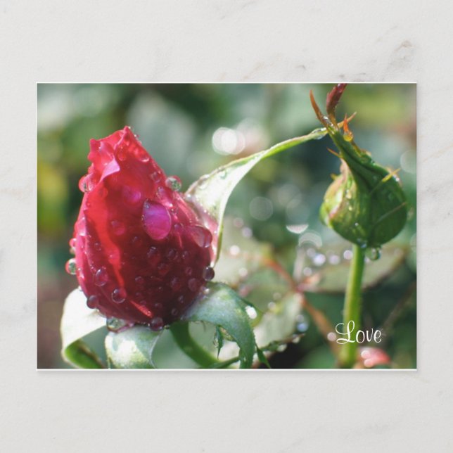 Carte Postale Rose (Devant)