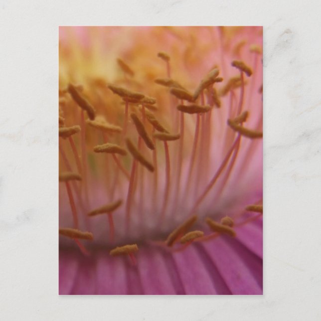 Carte postale rose (Devant)