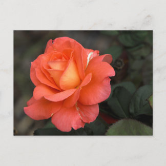 Carte postale rose