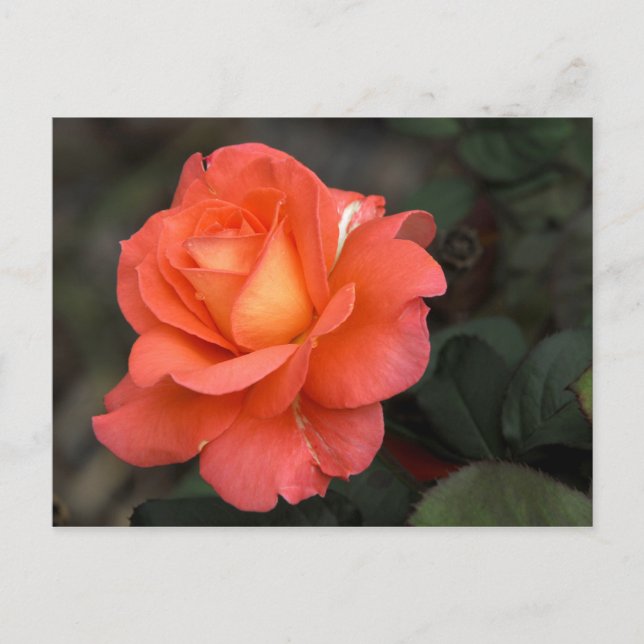 Carte postale rose (Devant)