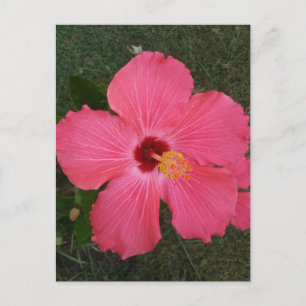 Carte postale rose