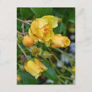 Carte postale rose à ressort jaune