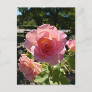 Carte postale Rose à thé rose radiant