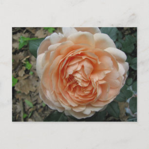 Carte Postale Rose Ambridge en pleine floraison