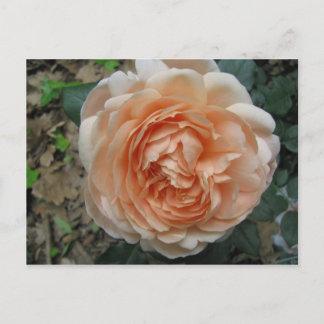 Carte Postale Rose Ambridge en pleine floraison