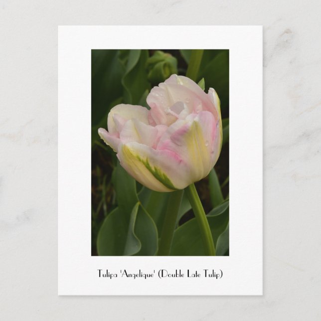 Carte postale rose 'Angelique' (Double Tulipe Tard (Devant)