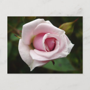 Carte Postale Rose anglaise