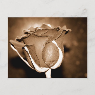 Carte Postale Rose au chocolat