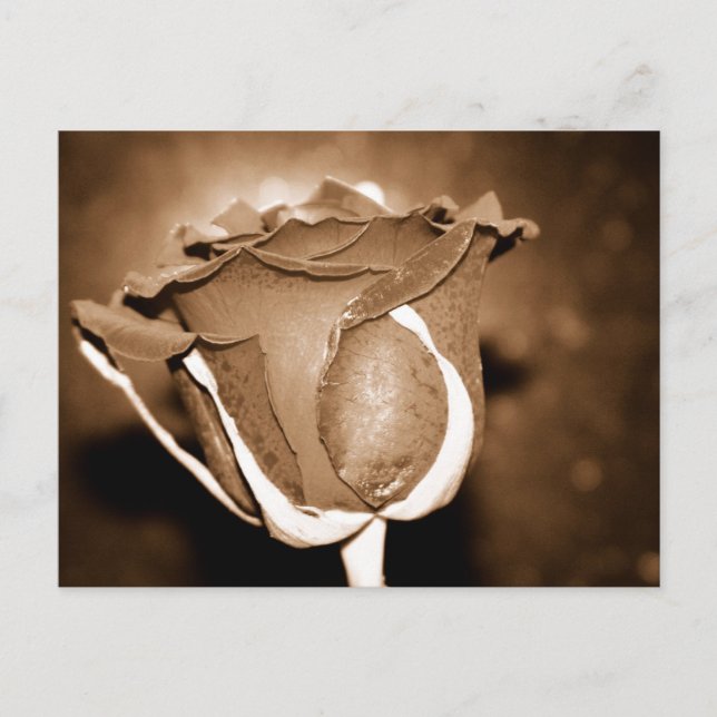 Carte Postale Rose au chocolat (Devant)