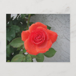 Carte Postale Rose baisé par la pluie