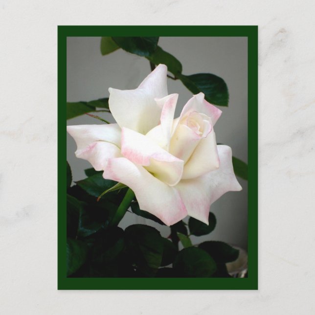 Carte postale Rose blanche (Devant)
