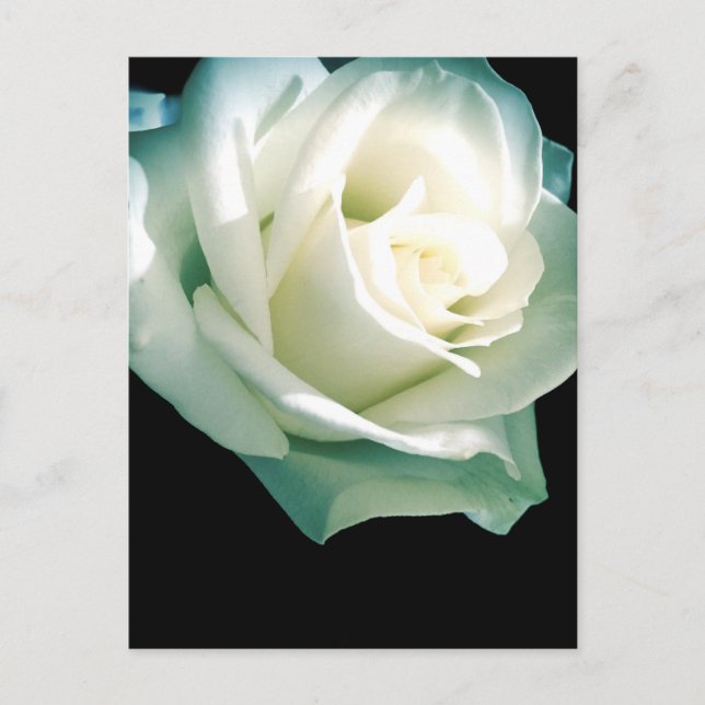 Carte Postale Rose blanche (Devant)