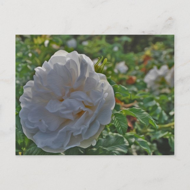 Carte Postale Rose blanche (Devant)