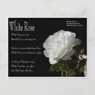 Carte postale Rose blanche