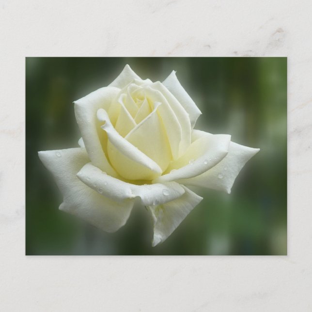 Carte Postale Rose blanche (Devant)