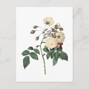 Carte Postale Rose blanche botanique