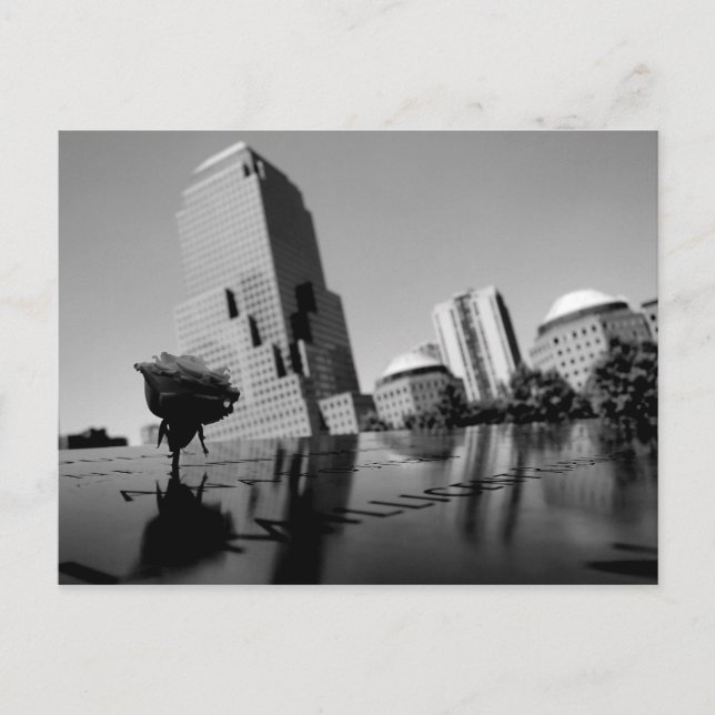 Carte Postale Rose blanche du souvenir (Devant)