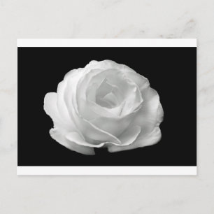 Carte Postale Rose blanche Fleurs Jardin Paix Amour Art