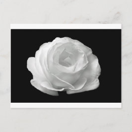 Carte Postale Rose blanche Fleurs Jardin Paix Amour Art