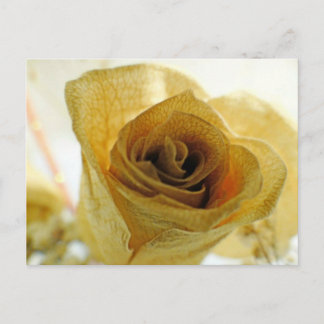 Carte postale Rose blanche séchée