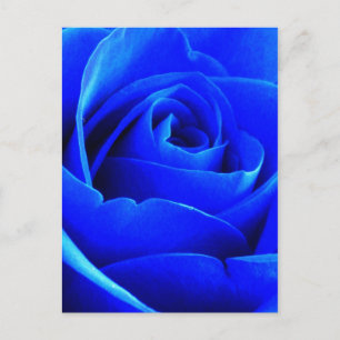Carte postale Rose bleu