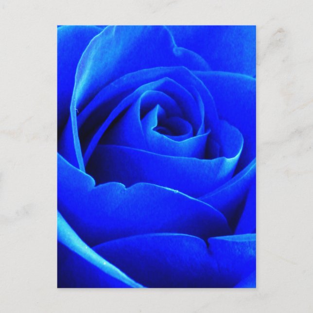 Carte postale Rose bleu (Devant)