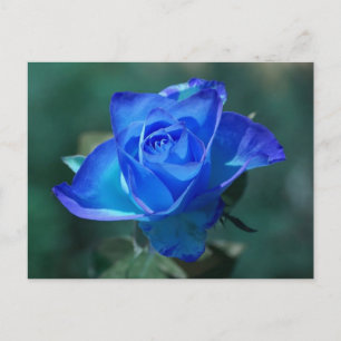 Carte postale Rose bleu vierge