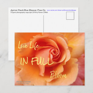 Carte Postale Rose Blossom / Pêche à l'abricot / Photo de gros p