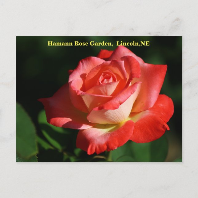 Carte postale Rose Brigadoon HRG 400 2014 (Devant)
