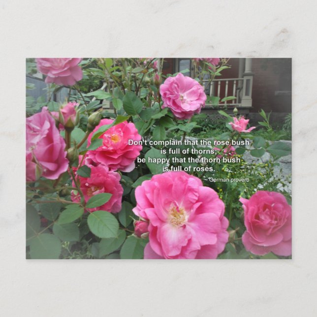 Carte Postale Rose Bush Happy Rose Cite Proverbe allemand (Devant)