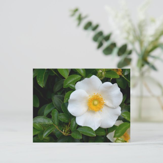 Carte Postale Rose Cherokee blanc (Debout devant)