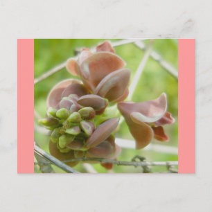 Carte postale rose Comme Un Pois