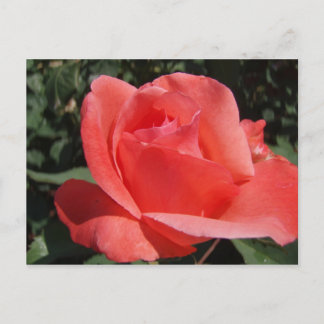 Carte Postale Rose corail