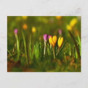 Carte postale rose Crocus printemps