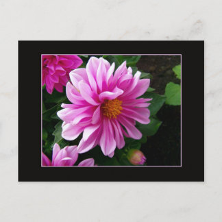 Carte postale Rose Dahlia
