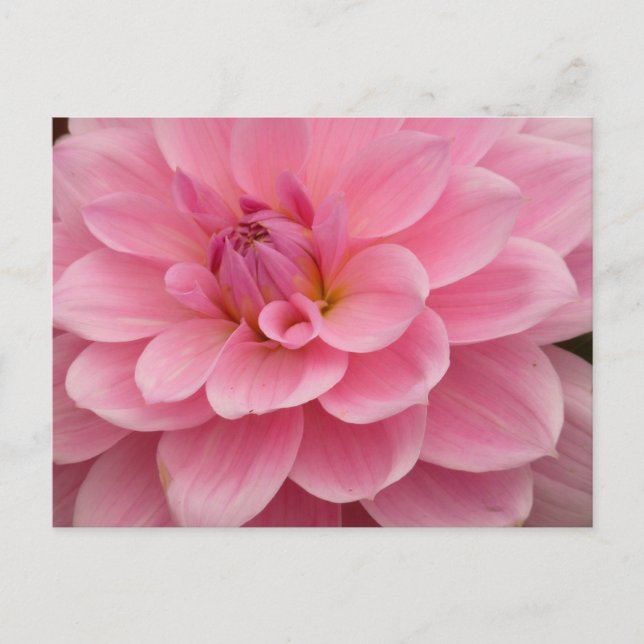 Carte postale rose Dahlia (Devant)