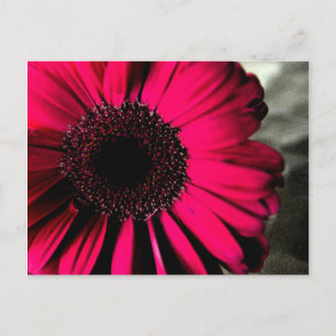 Carte postale Rose Daisy