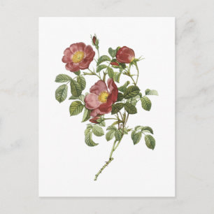 Carte Postale rose d'amour (Rosa pumila) par Redouté