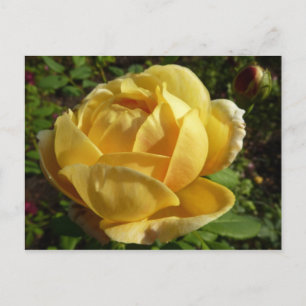 Carte Postale Rose d'Angleterre