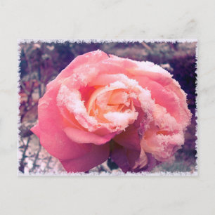 Carte Postale rose dans la neige.