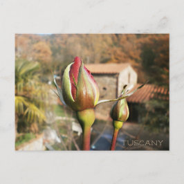 Carte Postale Rose d'automne toscan. Toscane.