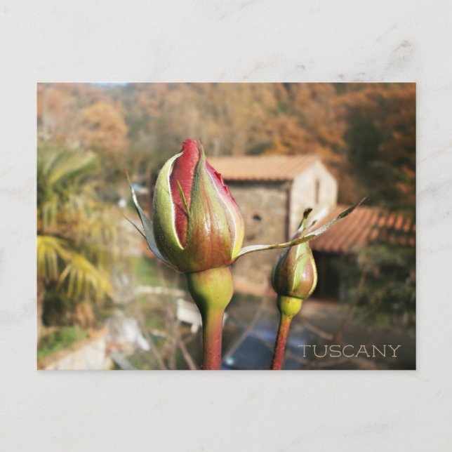 Carte Postale Rose d'automne toscan. Toscane. (Devant)
