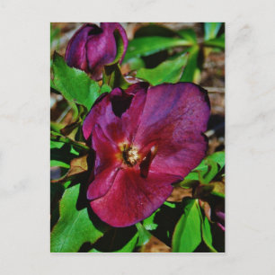 Carte Postale Rose de carême rose Bourgogne