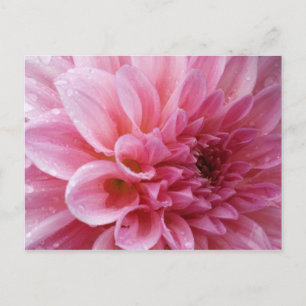 Carte postale rose de chrysanthème