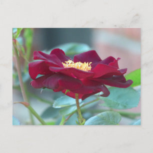 Carte postale rose de cluster noir