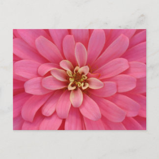 Carte postale rose de fleur de Zinnia