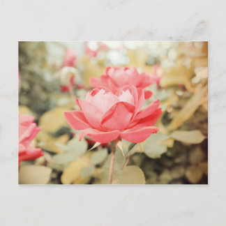 Carte Postale Rose de jardin