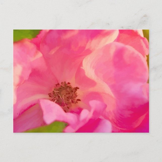 Carte Postale Rose de Knockout rose Abstrait (Devant)
